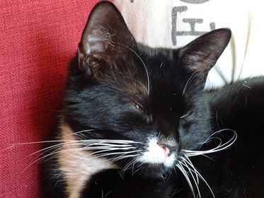 Missing pets - Wangford Vet Clinic