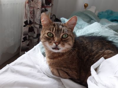 Missing pets - Wangford Vet Clinic