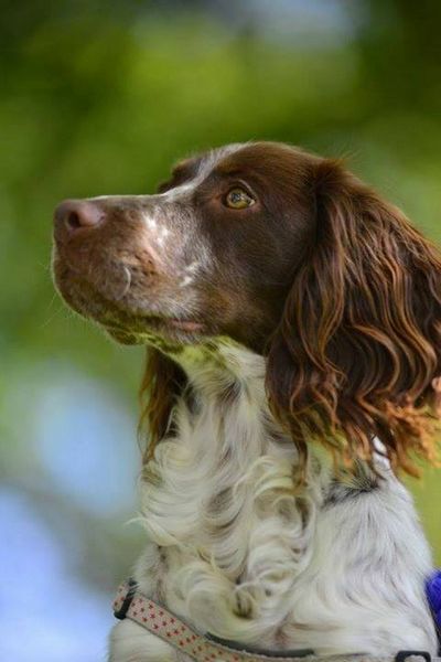 Chemical Entities Of Biological Interest Chebi